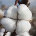 what is cotton? cotton function and advantages