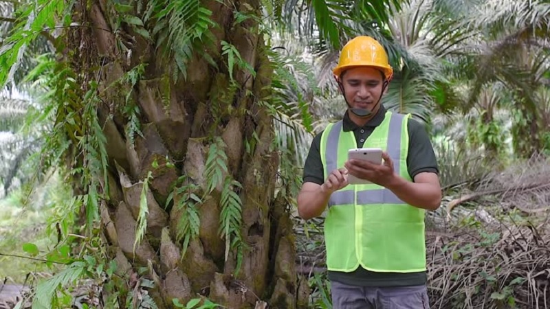 5. Pabrik Kemeja Seragam PDL dan PDH Karyawan Kelapa Sawit Kalimantan (istock)